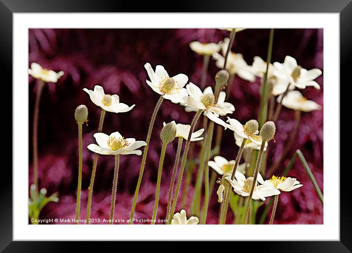 White and Purple Framed Mounted Print by Mark Harrop