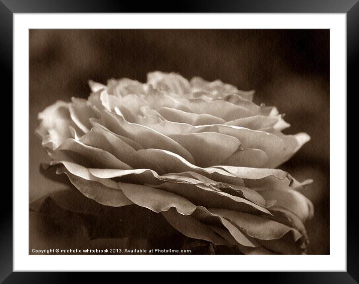 Old Rose Framed Mounted Print by michelle whitebrook