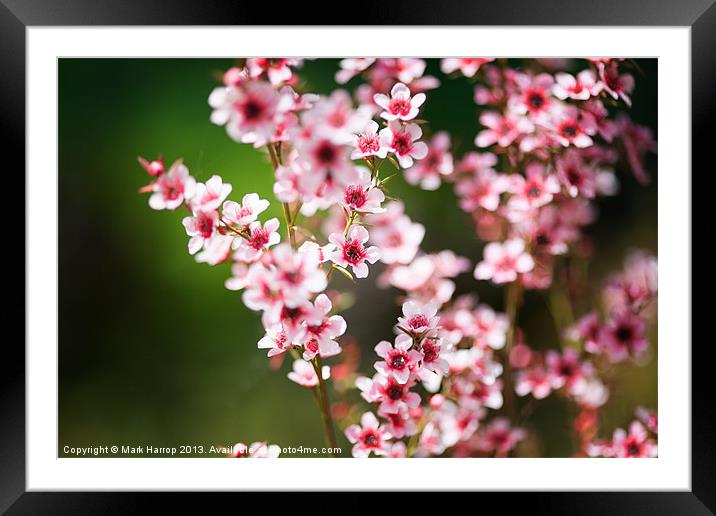 Pink Passion Framed Mounted Print by Mark Harrop