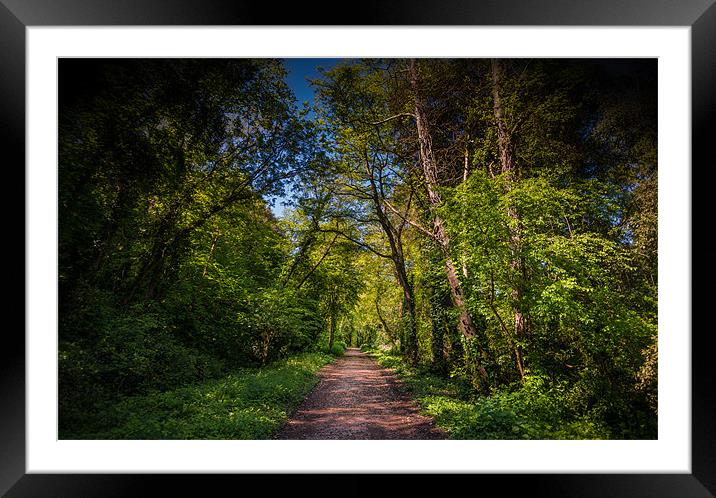 Woodland track Framed Mounted Print by Ian Johnston  LRPS
