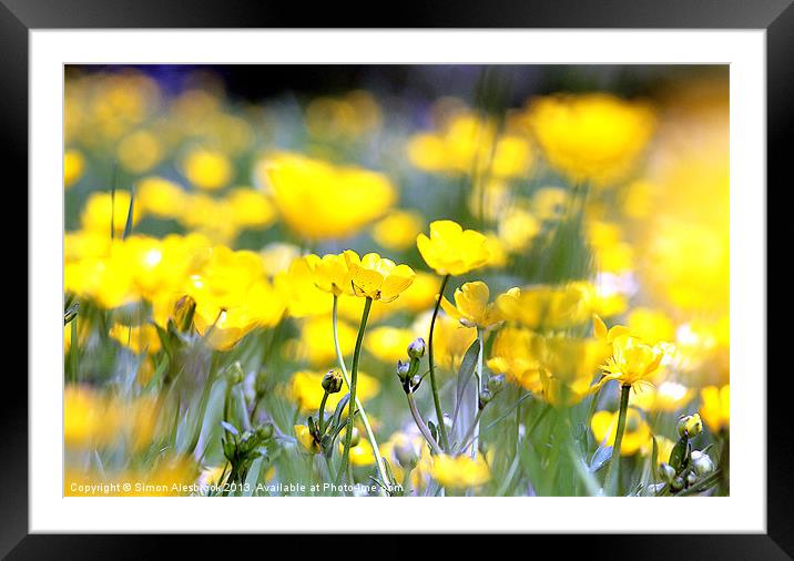 Buttercups Framed Mounted Print by Simon Alesbrook