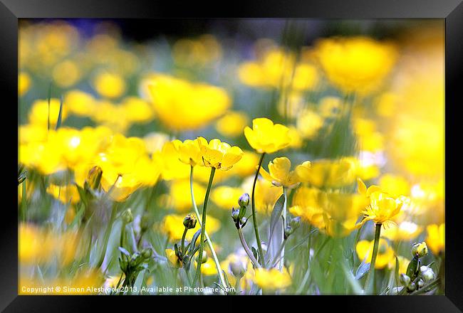 Buttercups Framed Print by Simon Alesbrook