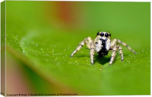 Jumping Spider Canvas Print by Mark  F Banks