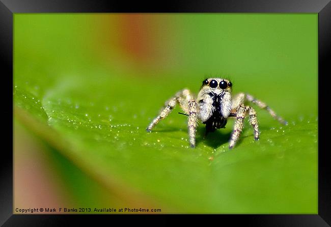Jumping Spider Framed Print by Mark  F Banks