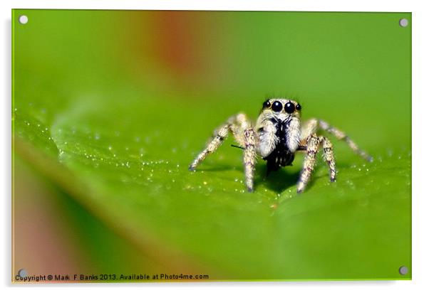 Jumping Spider Acrylic by Mark  F Banks
