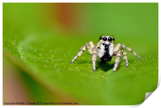 Jumping Spider Print by Mark  F Banks