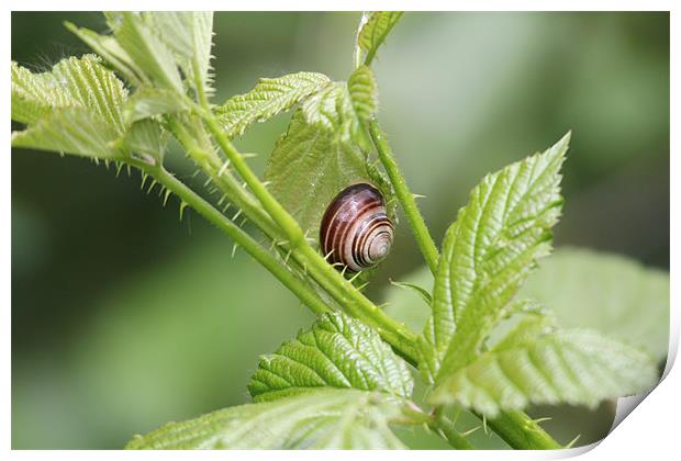 snail in the brambles Print by Martyn Bennett