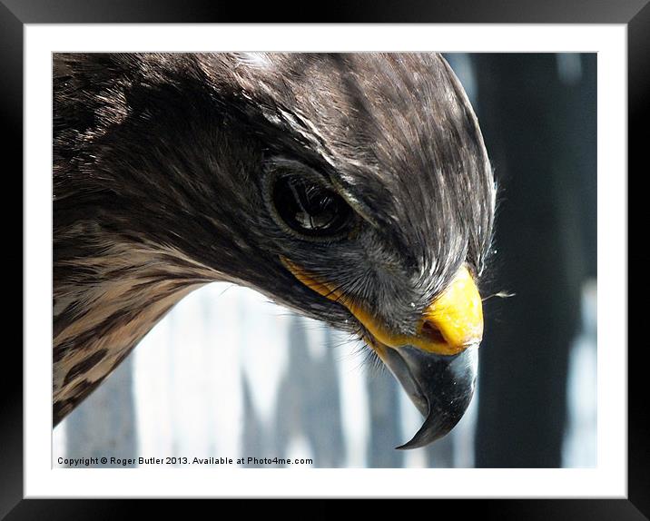 Buzzard Profile Framed Mounted Print by Roger Butler