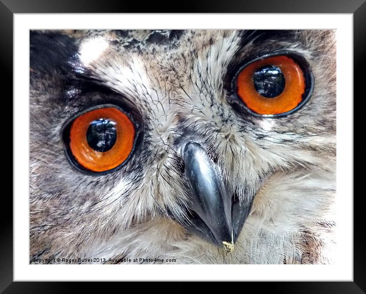 Eagle Owl Closeup Framed Mounted Print by Roger Butler