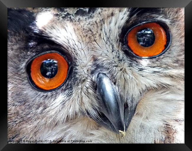 Eagle Owl Closeup Framed Print by Roger Butler