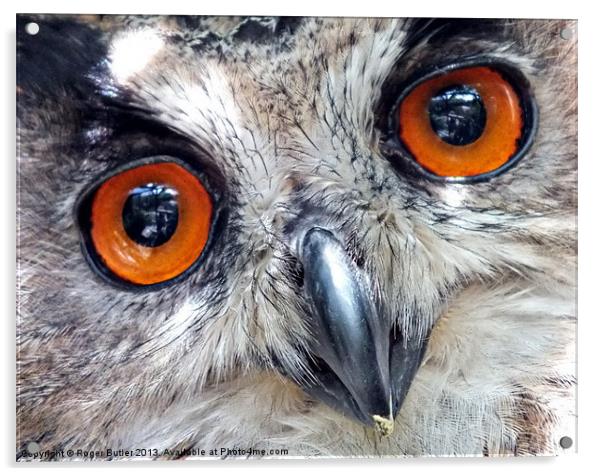 Eagle Owl Closeup Acrylic by Roger Butler