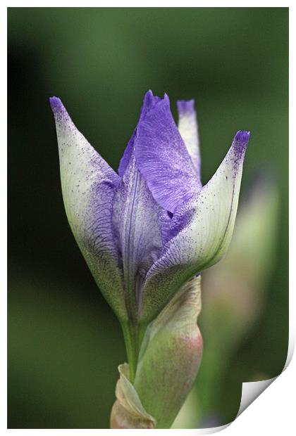 iris blue shimmer Print by Martyn Bennett