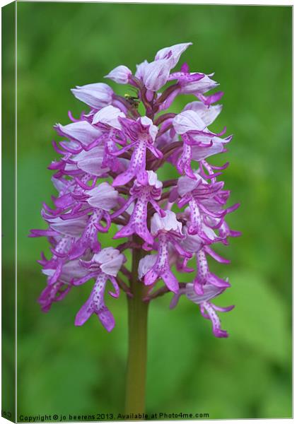 wild orchid Canvas Print by Jo Beerens