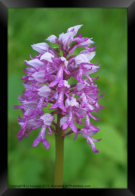wild orchid Framed Print by Jo Beerens