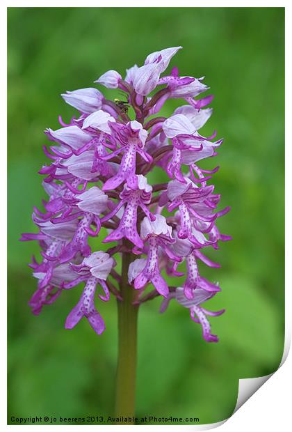 wild orchid Print by Jo Beerens
