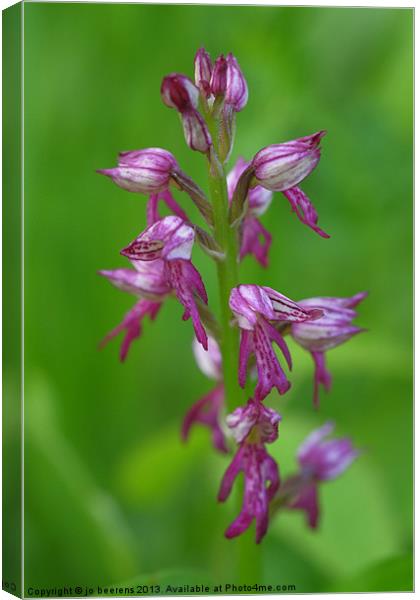 wild orchid macro Canvas Print by Jo Beerens