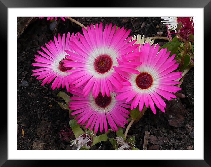 Pretty Pink Flowers Framed Mounted Print by sharon bennett