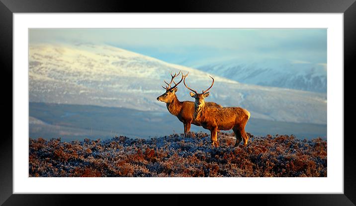 Red deer stags Framed Mounted Print by Macrae Images