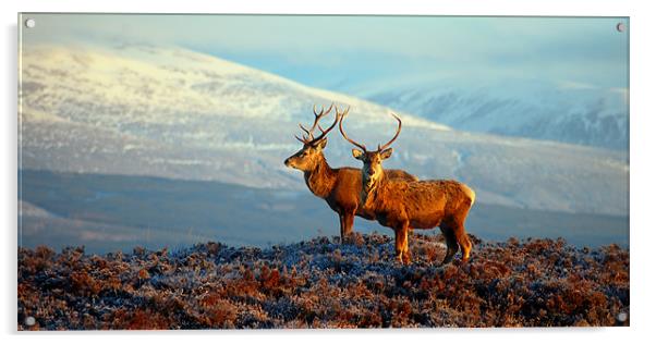 Red deer stags Acrylic by Macrae Images