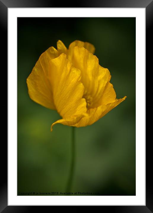 iceland poppy Framed Mounted Print by Jo Beerens