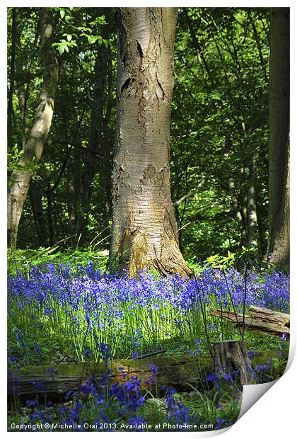 Bluebell Woods Print by Michelle Orai