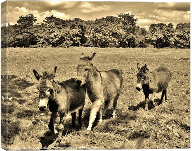 3 Little Donkeys Canvas Print by Sandra Buchanan
