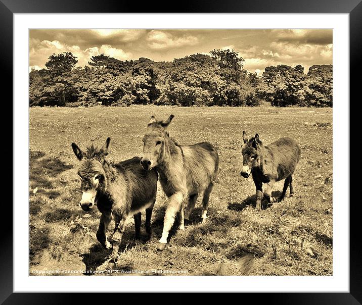 3 Little Donkeys Framed Mounted Print by Sandra Buchanan