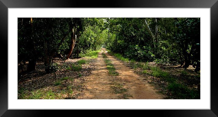 jungle way Framed Mounted Print by koushik majumder