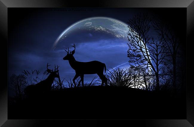 Moonlight Framed Print by Loren Robbins