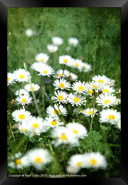 A Dazzling English Daisy Framed Print by Digitalshot Photography
