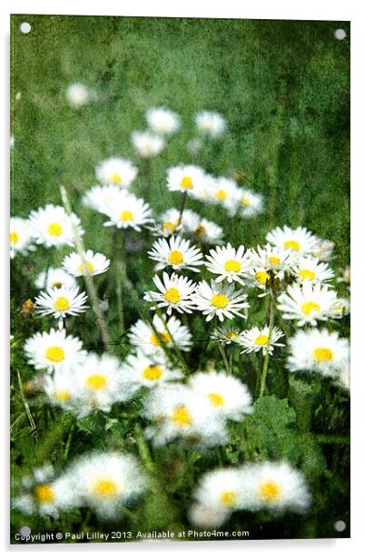 A Dazzling English Daisy Acrylic by Digitalshot Photography