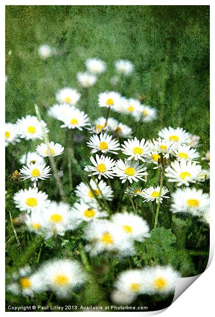 A Dazzling English Daisy Print by Digitalshot Photography