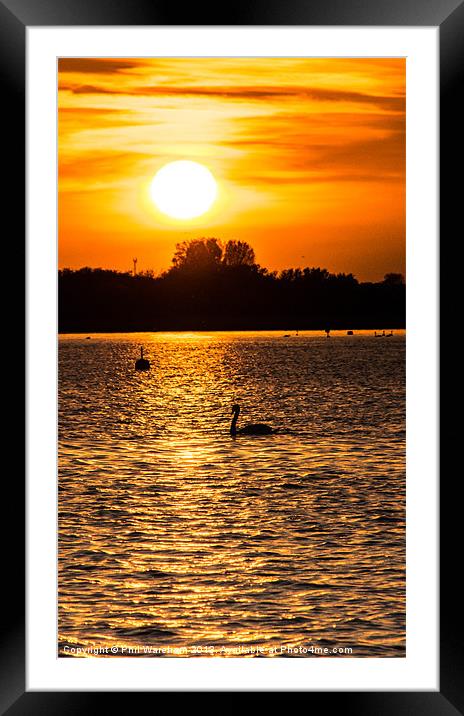 Just a swan at twilight Framed Mounted Print by Phil Wareham