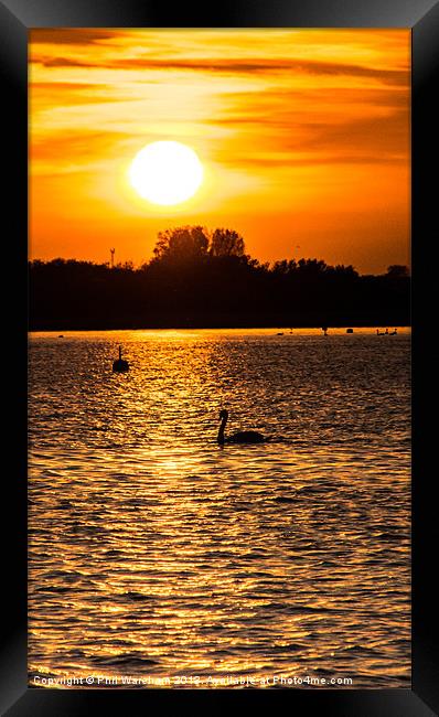 Just a swan at twilight Framed Print by Phil Wareham
