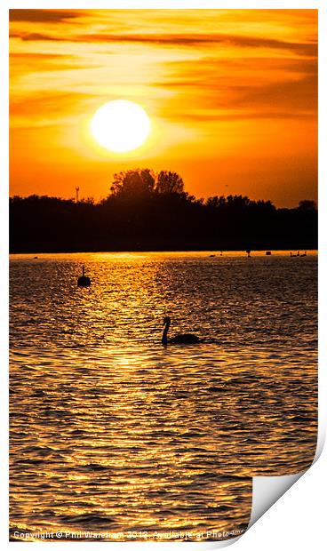 Just a swan at twilight Print by Phil Wareham