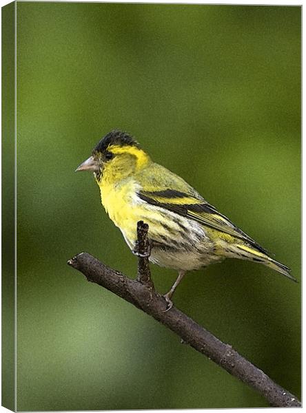 SISKIN Canvas Print by Anthony R Dudley (LRPS)