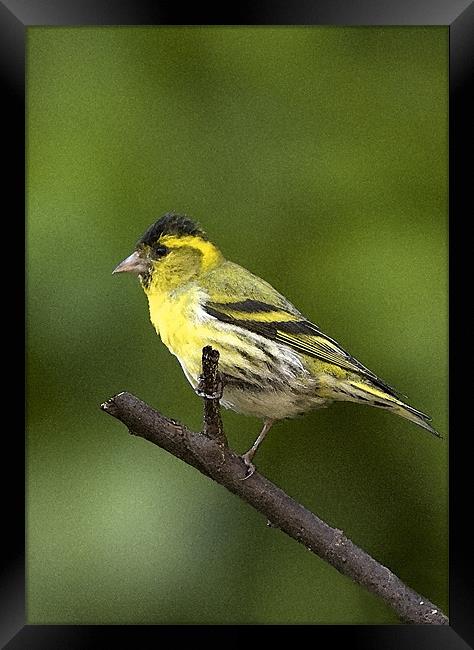 SISKIN Framed Print by Anthony R Dudley (LRPS)
