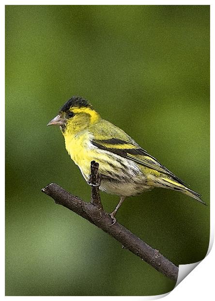 SISKIN Print by Anthony R Dudley (LRPS)