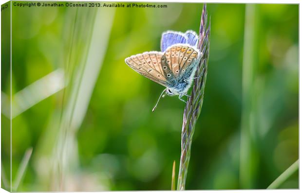 Common Blue Butterfly Canvas Print by Jonathan OConnell