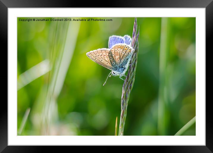 Common Blue Butterfly Framed Mounted Print by Jonathan OConnell