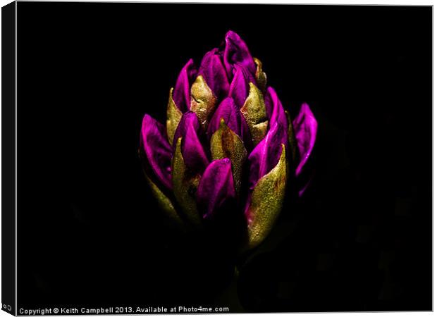 Pink rhododendron Canvas Print by Keith Campbell