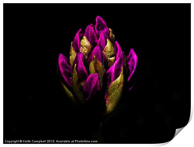 Pink rhododendron Print by Keith Campbell
