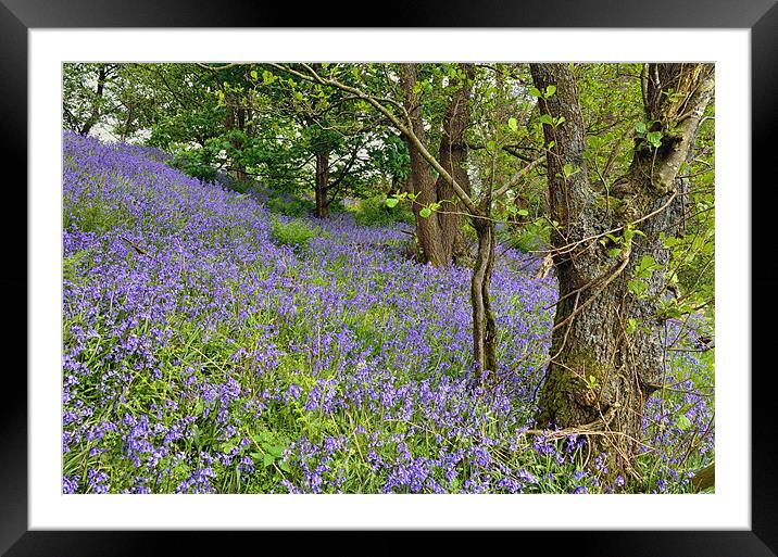 Carpet of Bluebells Framed Mounted Print by Gary Kenyon