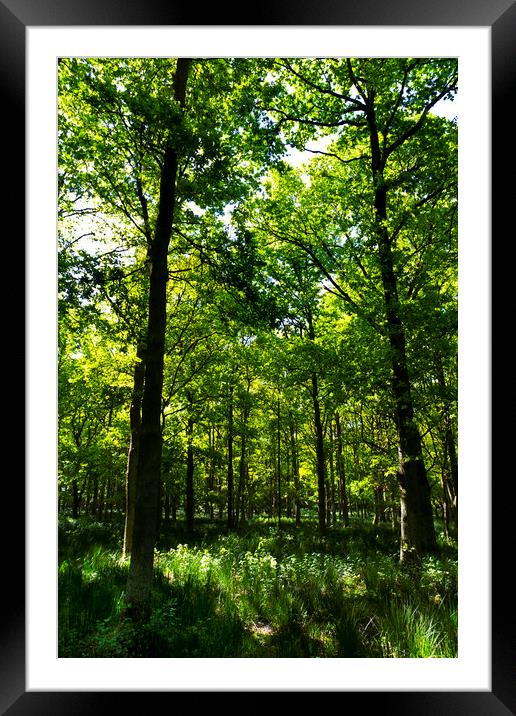 Peaceful Forest Framed Mounted Print by David Pyatt