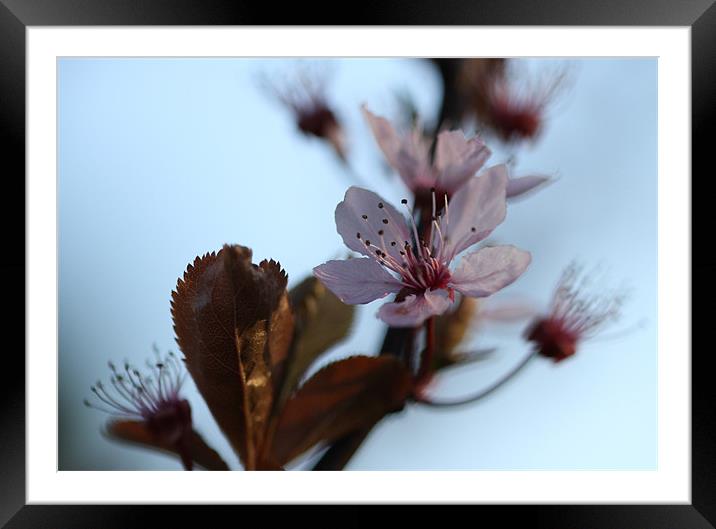 Single Cherry Blossom Framed Mounted Print by Gordon Bishop