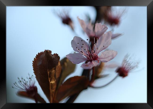 Single Cherry Blossom Framed Print by Gordon Bishop
