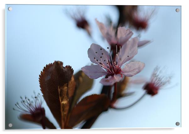 Single Cherry Blossom Acrylic by Gordon Bishop