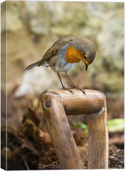 Robin would like to use this spade Canvas Print by Gordon Bishop