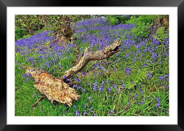 Bluebells in the woods Framed Mounted Print by Gary Kenyon