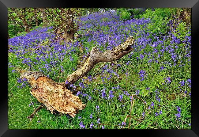 Bluebells in the woods Framed Print by Gary Kenyon